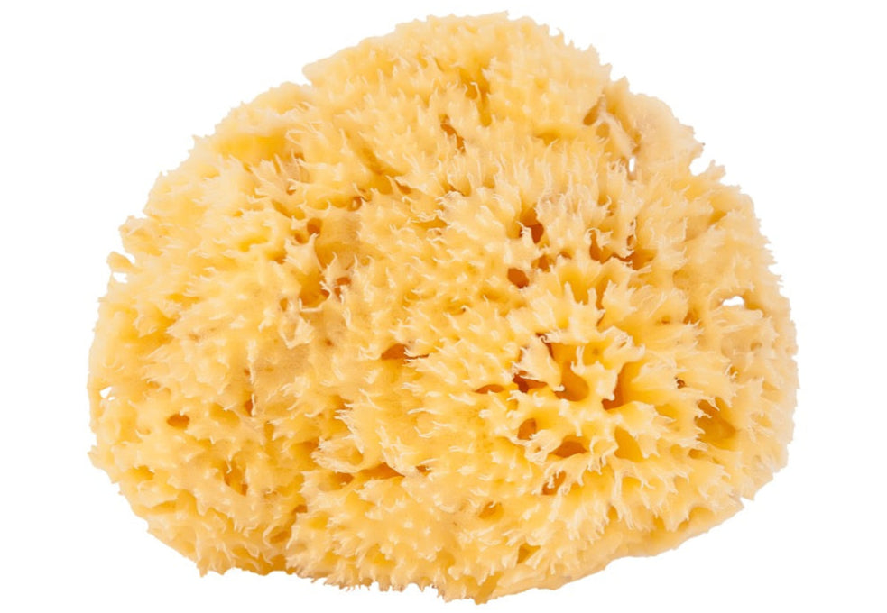 100%天然海綿 スポンジ ハニコム種 敏感肌 体洗うボディスポンジ( 14cm~16cm )ギリシャ産